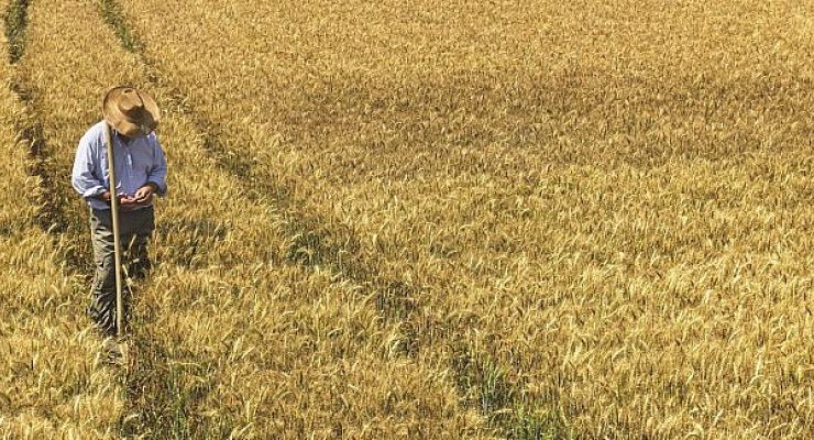 Türkiye’de Durum Buğdayının Yüzde 100’ünü Yerel Üreticiden Temin Ediyor